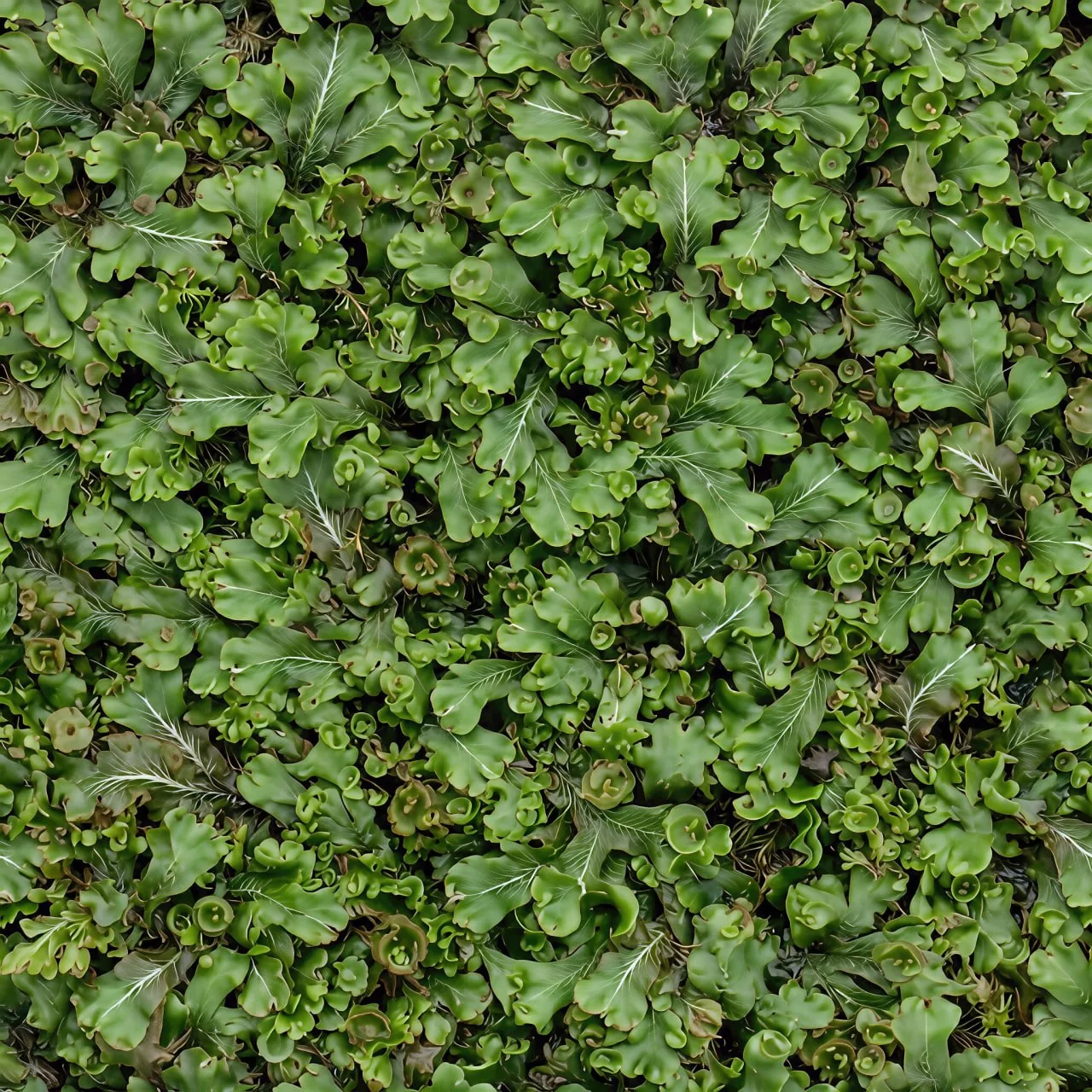 Leaves PBR Texture Pack №2 (8K Resolution, tileable) — PBR texture