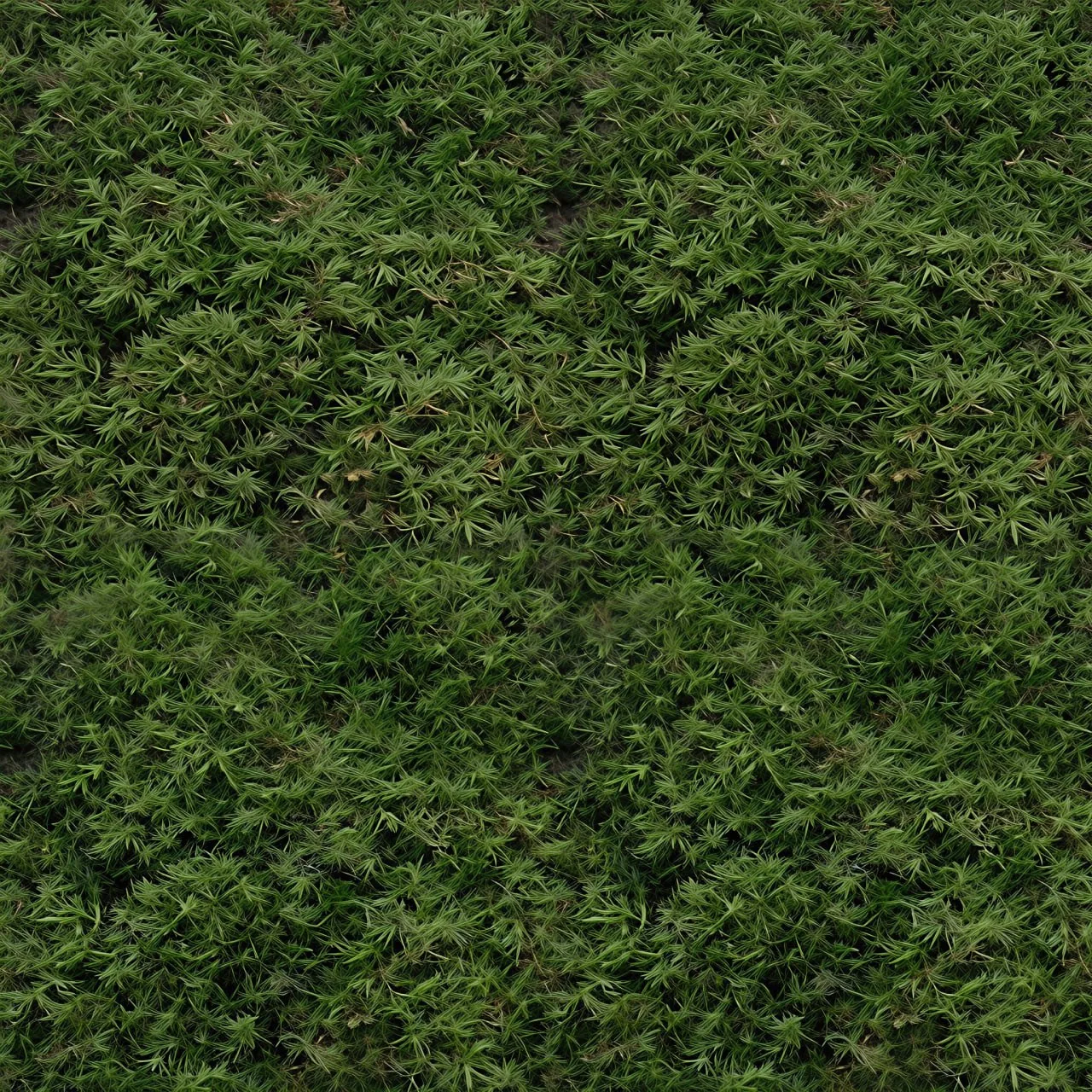 Moss PBR Texture Pack № 4 (8K Resolution, tileable) — PBR texture