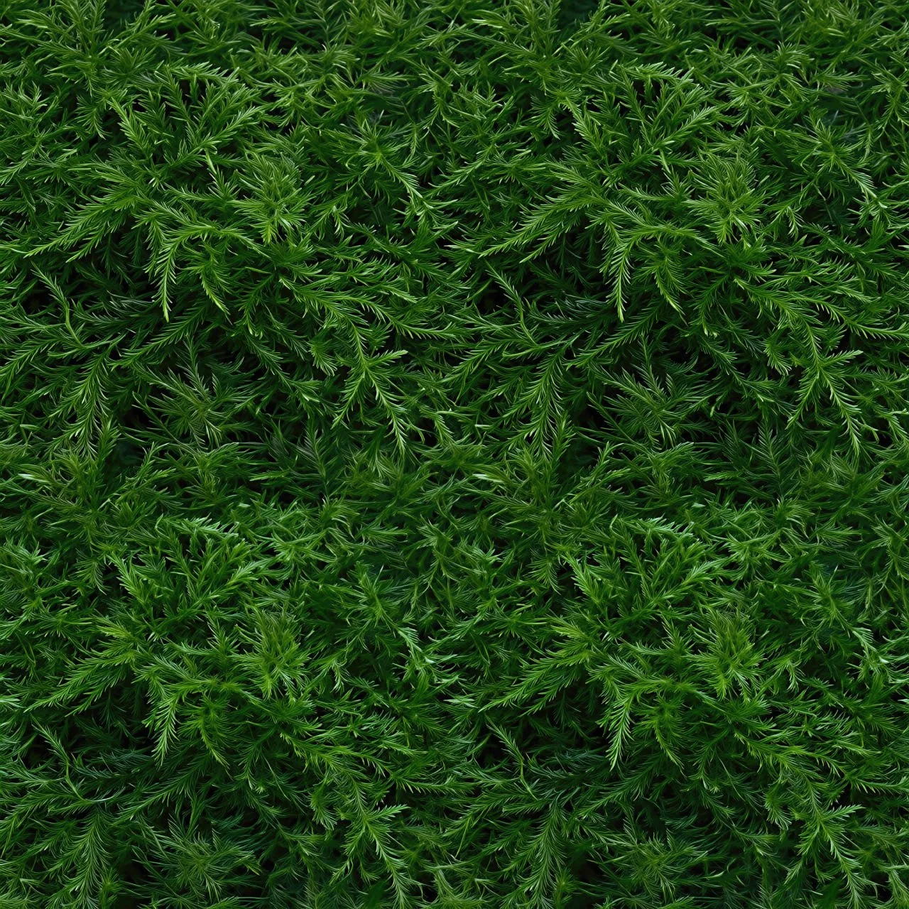 Moss PBR Texture Pack № 5 (8K Resolution, tileable) — PBR texture